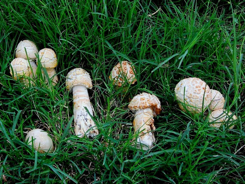 Agaricus dubbio